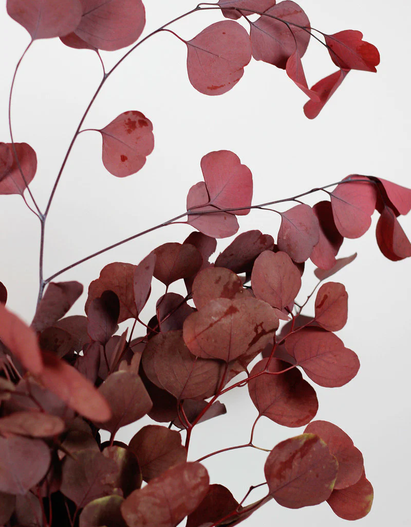 Preserved Eucalyptus Populus - Red Bunch, 70 cm - Image 3
